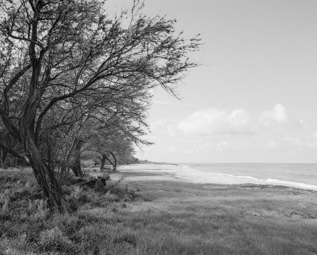 a black and white photo of a beach with trees